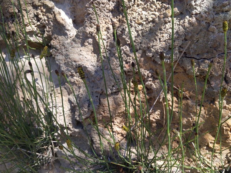 Equisetum ramosissimum, photographed by castieler