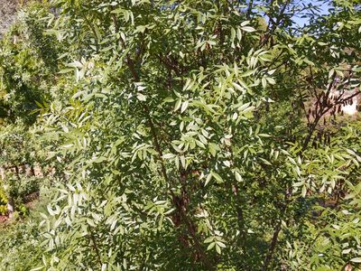 Fraxinus angustifolia, photographed by castieler