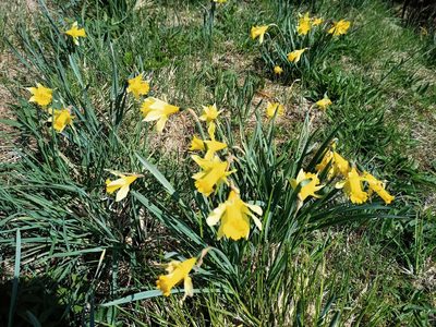 Narcissus pseudonarcissus, photographed by Bee Together