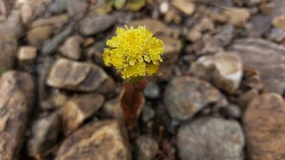 Petasites radiatus, photographed by Lena Perova