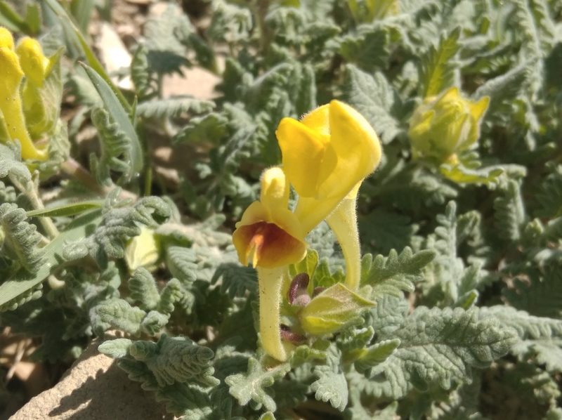 Scutellaria orientalis, photographed by Ben Costamagna