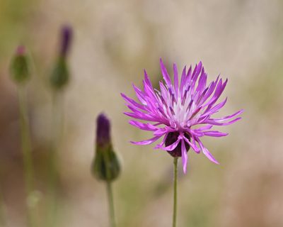 Crupina crupinastrum, photographed by TOUROULT Julien