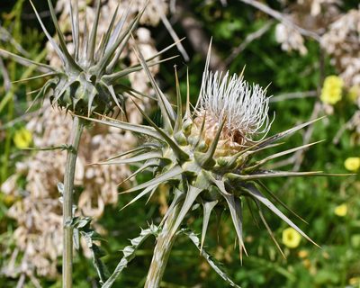 Cynara cornigera, photographed by TOUROULT Julien