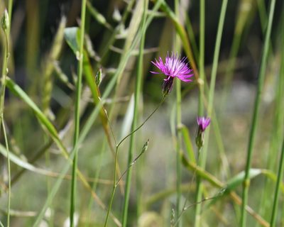 Crupina crupinastrum, photographed by TOUROULT Julien