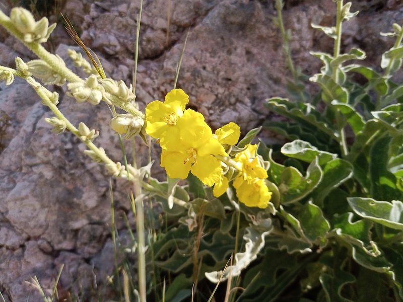 Verbascum undulatum, photographed by Michal Honskus