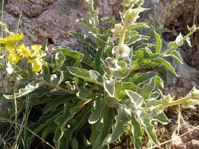 Verbascum undulatum, photographed by Michal Honskus