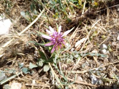 Tragopogon porrifolius, photographed by Michal Honskus