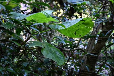 Dendrocnide excelsa, photographed by Thomas Mesaglio