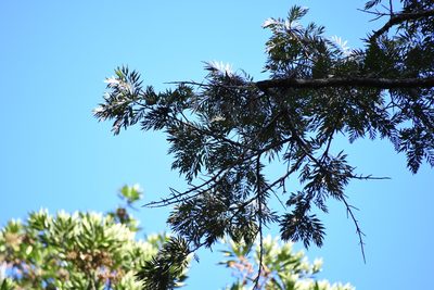 Grevillea robusta, photographed by Thomas Mesaglio