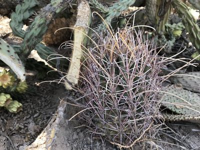 Ferocactus uncinatus, photographed by Claudio Cantú Muñiz