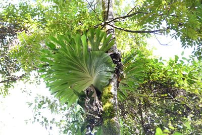 Platycerium superbum, photographed by Thomas Mesaglio