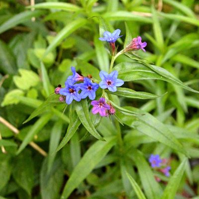 Aegonychon purpurocaeruleum, photographed by Petr Harant
