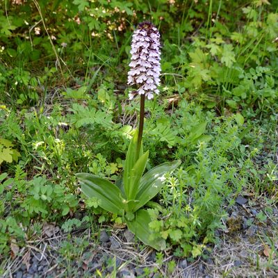 Orchis purpurea, photographed by Petr Harant