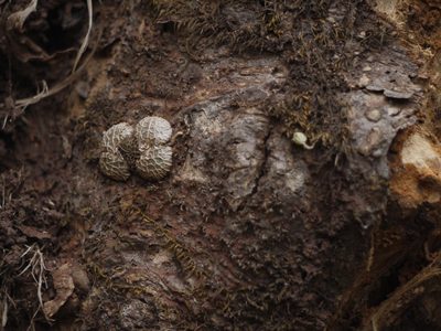 Porpax jerdoniana, photographed by Dinesh Valke