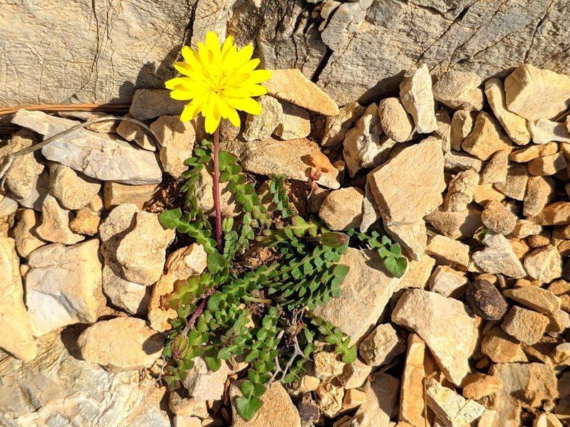Hyoseris radiata, photographed by Denys Vynokurov