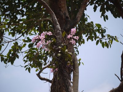 Aerides crispa, photographed by Dinesh Valke
