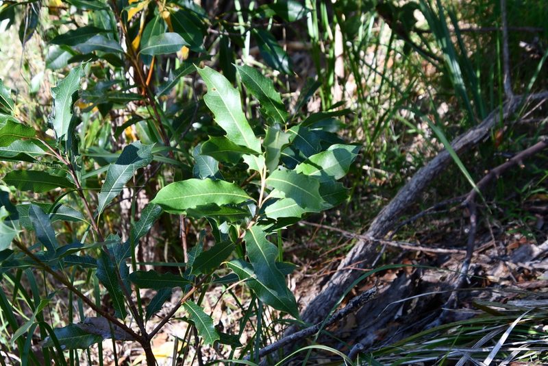 Xylomelum pyriforme, photographed by Thomas Mesaglio