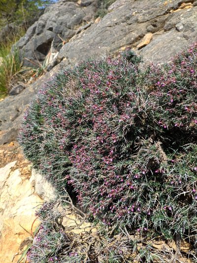 Teucrium balearicum, photographed by Denys Vynokurov