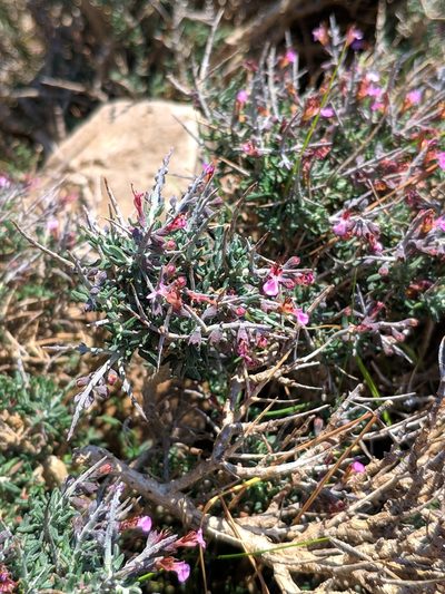 Teucrium balearicum, photographed by Denys Vynokurov