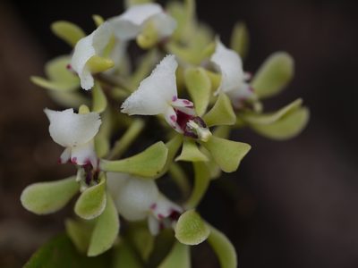 Smithsonia viridiflora, photographed by Dinesh Valke