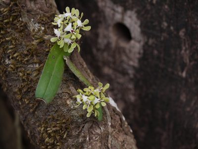 Smithsonia viridiflora, photographed by Dinesh Valke