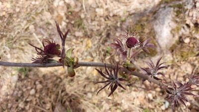 Sambucus sibirica, photographed by Lena Perova