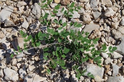 Indigofera lindheimeriana, photographed by Eric Knight