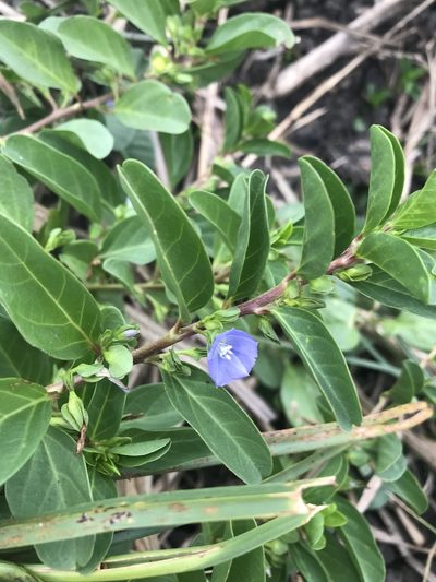 Jacquemontia ovalifolia, photographed by rosshawkins
