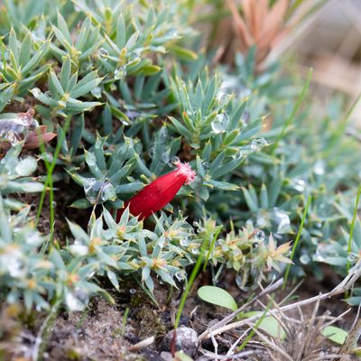 Styphelia humifusa, photographed by Kym Nicolson