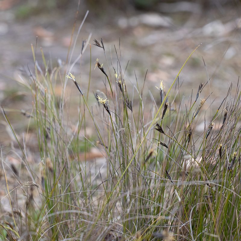 Lepidosperma carphoides, photographed by Kym Nicolson