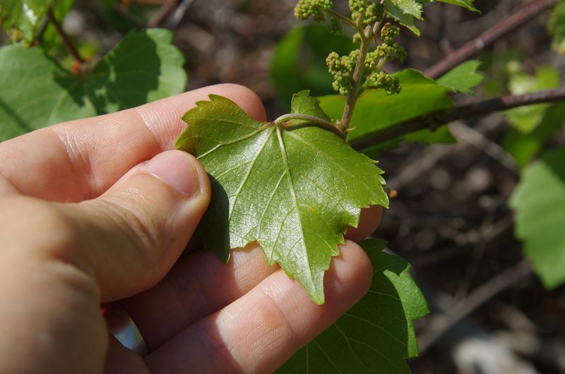 Vitis monticola, photographed by Eric Knight
