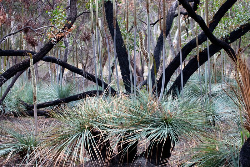 Xanthorrhoea semiplana, photographed by Kym Nicolson