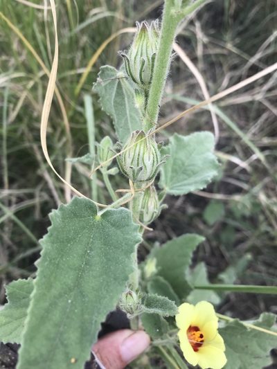 Cravenia panduriformis, photographed by rosshawkins