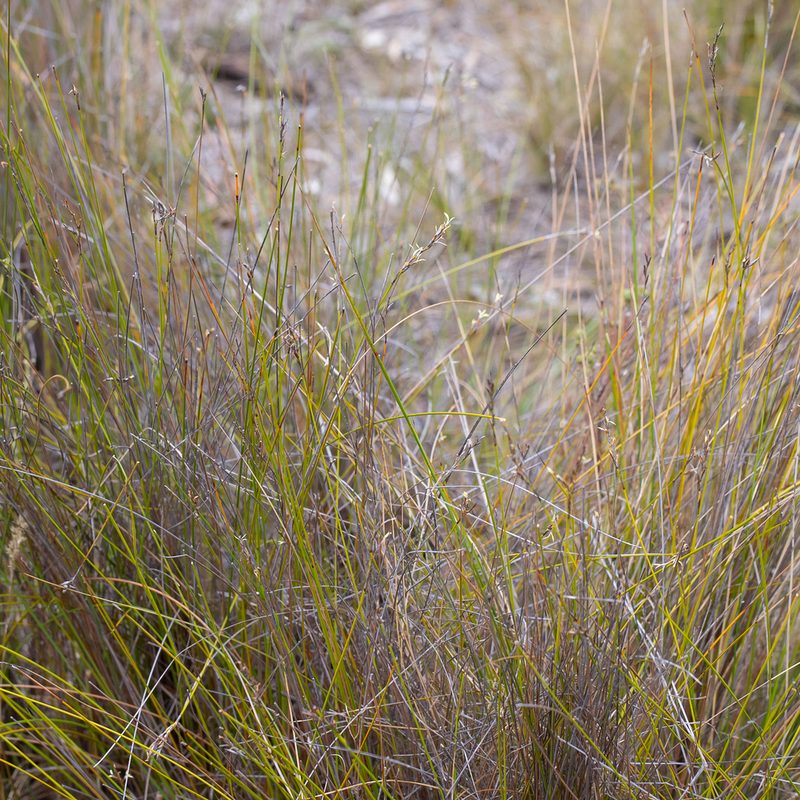 Lepidosperma semiteres, photographed by Kym Nicolson