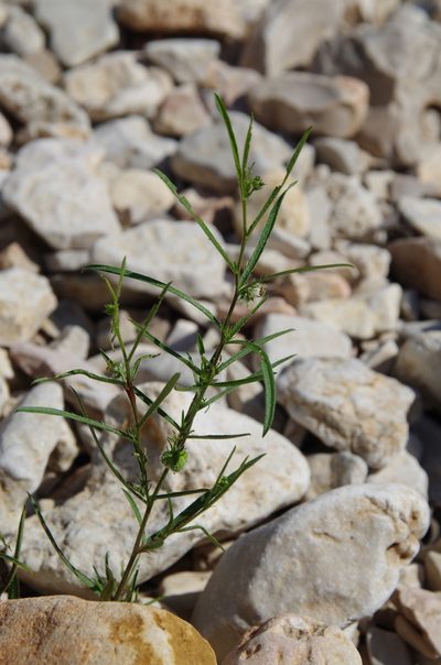 Tragia leptophylla, photographed by Eric Knight
