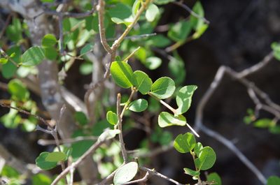 Forestiera reticulata, photographed by Eric Knight
