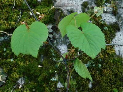 Vitis aestivalis, photographed by Michael J. Papay