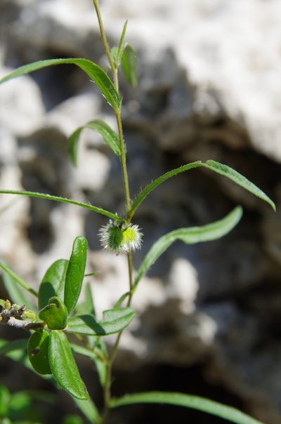 Tragia leptophylla, photographed by Eric Knight