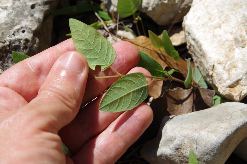 Desmodium psilophyllum, photographed by Eric Knight