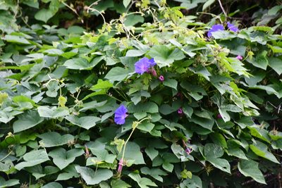 Ipomoea indica, photographed by Thomas Mesaglio