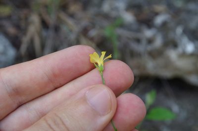 Linum rupestre, photographed by Eric Knight