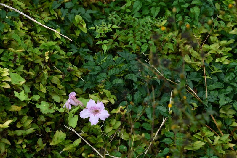 Podranea ricasoliana, photographed by Thomas Mesaglio
