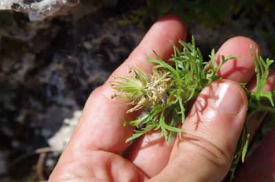 Verbena bipinnatifida, photographed by Eric Knight