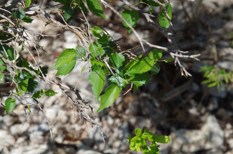 Morus microphylla, photographed by Eric Knight
