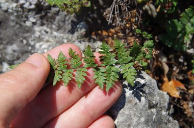 Myriopteris alabamensis, photographed by Eric Knight
