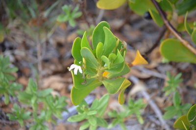 Scaevola plumieri