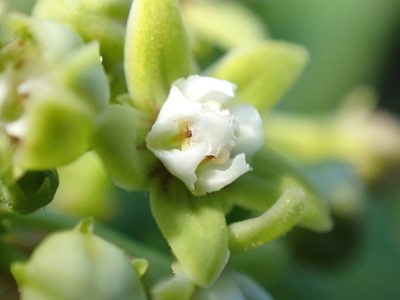 Cynanchum obtusifolium, photographed by Jean-Paul Boerekamps
