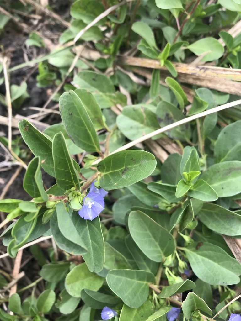 Jacquemontia ovalifolia, photographed by rosshawkins