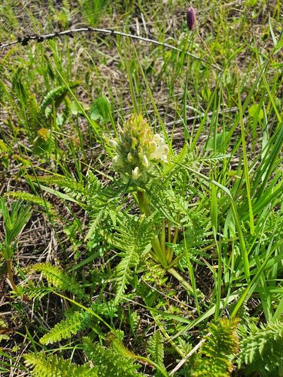 Pedicularis dasystachys, photographed by Анна Митрошенкова