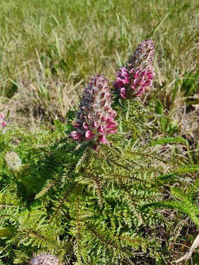 Pedicularis dasystachys, photographed by Анна Митрошенкова